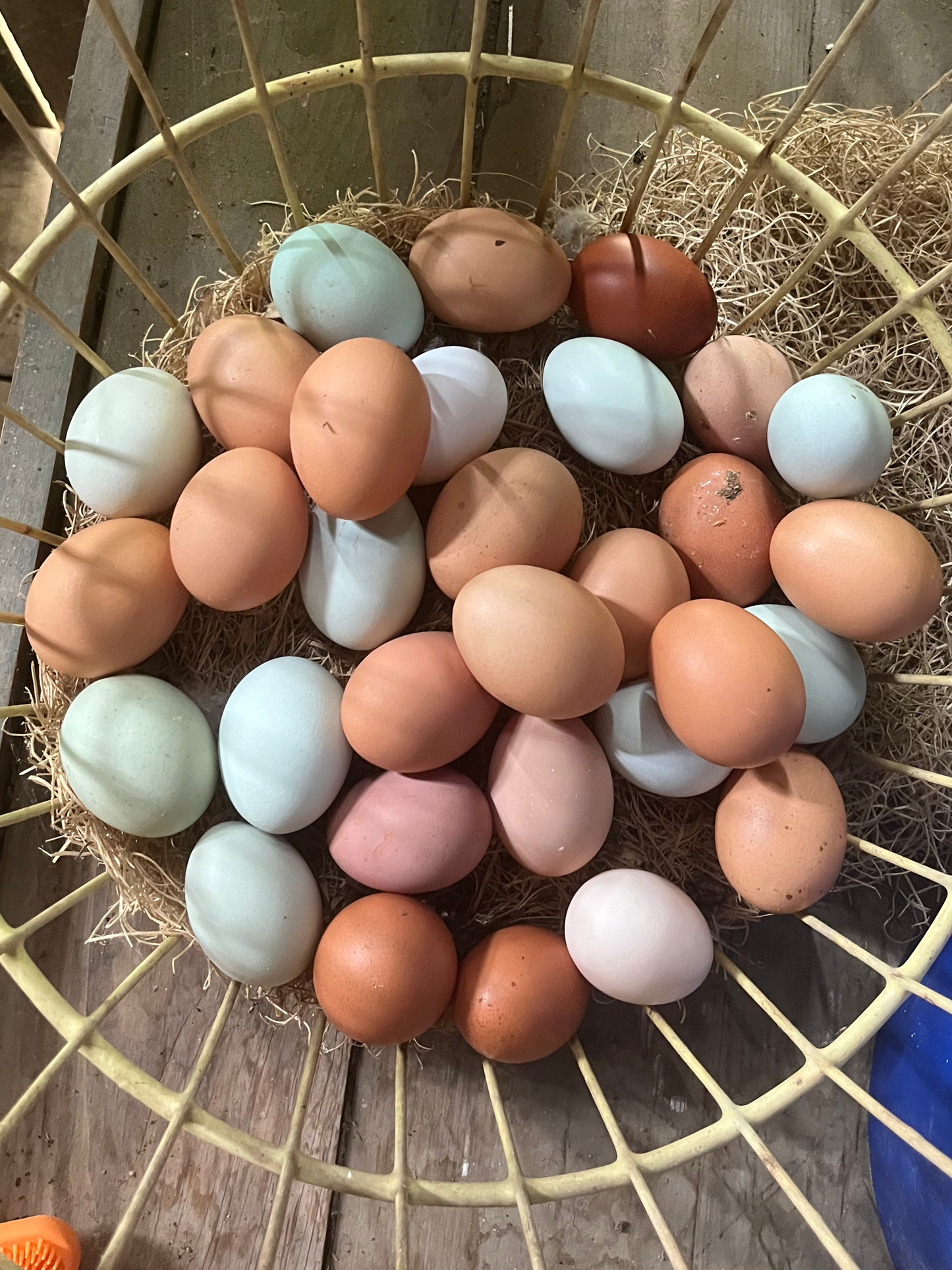 Free-Range Chicken Eggs