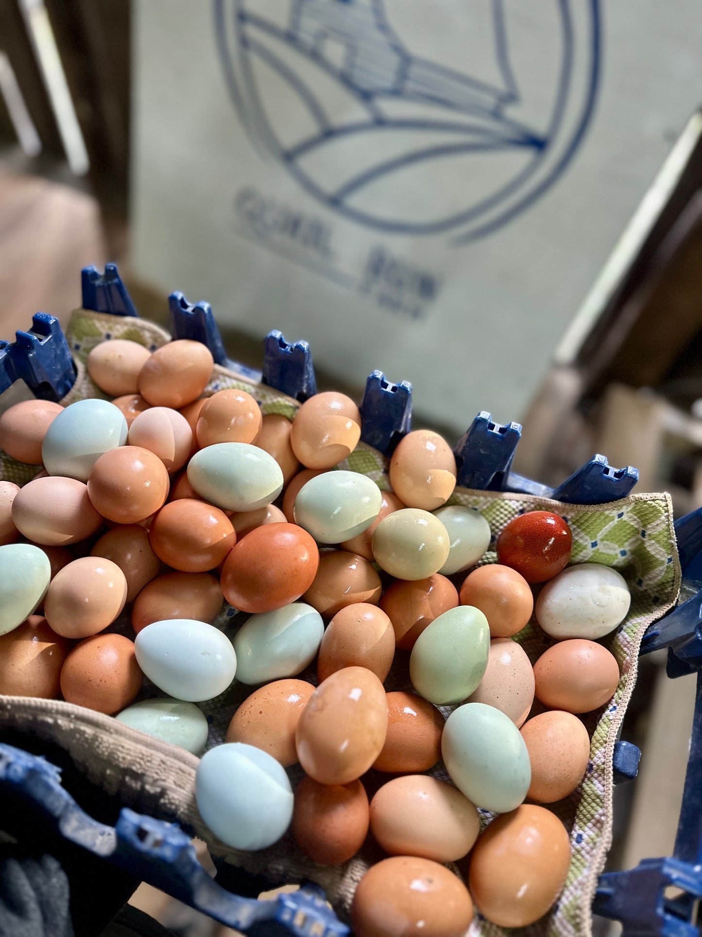 Free-range chicken eggs 1/2 dozen