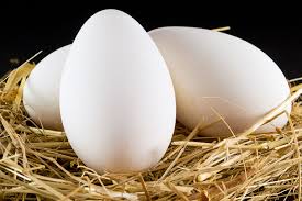 Goose eggs