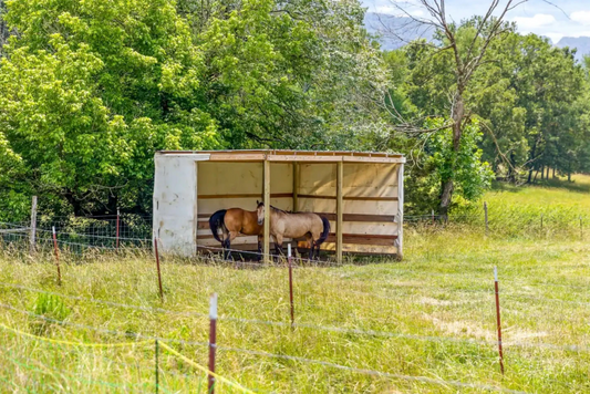 Horse boarding - round pen